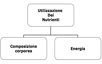 Nutrizione personalizzata: equilibrio e benessere corporeo