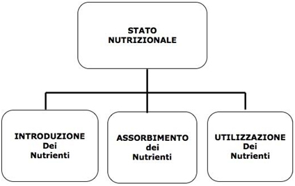 Nutrizione personalizzata: equilibrio e benessere corporeo
