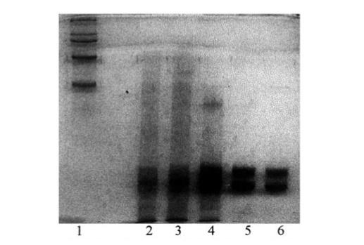 Alga spirulina: un superfood antiossidante - Sifa Formazione