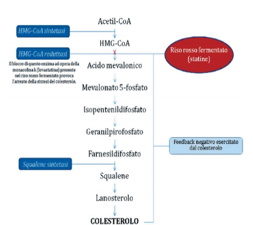 Statine e monacolina K a confronto - Sifa Formazione