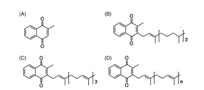 Vitamina K: non solo coagulante - Sifa Formazione