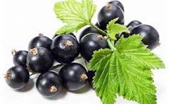 Red fruits: il ruolo delle antocianine - Sifa Formazione