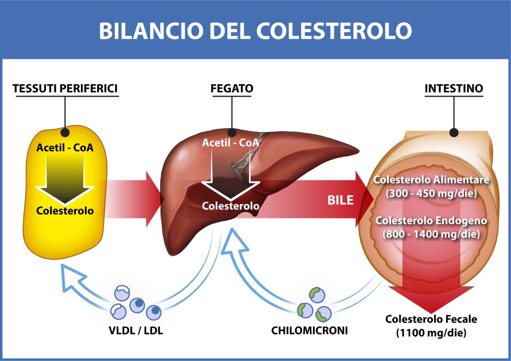 5 alimenti che combattono il colesterolo alto - Sifa Formazione