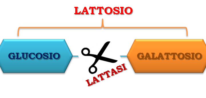 La lattasi-persistenza: l’altra faccia del lattosio