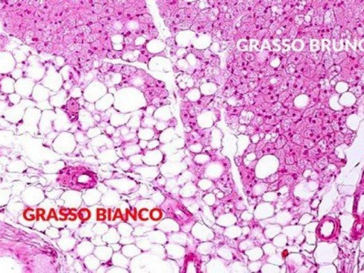 Tessuto adiposo: un organo multifunzionale