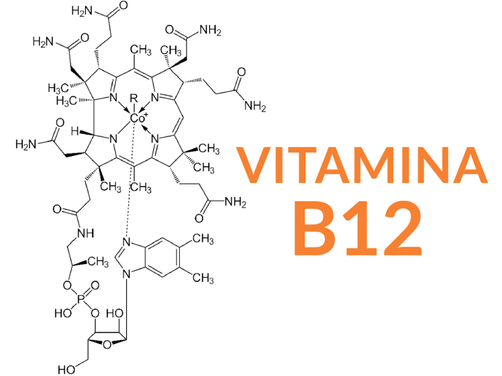 CARENZE VITAMINICHE: FOCUS VIT. B12